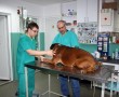 Veterinarska ordinacija Ćirković, veterinarske ordinacije i veterina Beograd, Internisticki pregledi zivotinja