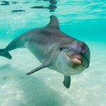 delfini-zanimljivost
