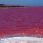 Crvena plima usled masovnog razmnožavanja algi