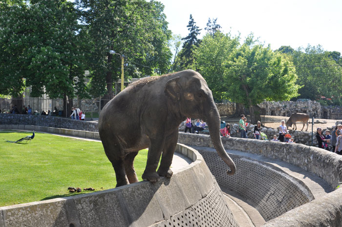 Kafe picerija Tigar, Proslava decijih rodjendana Beograd, zoo vrt