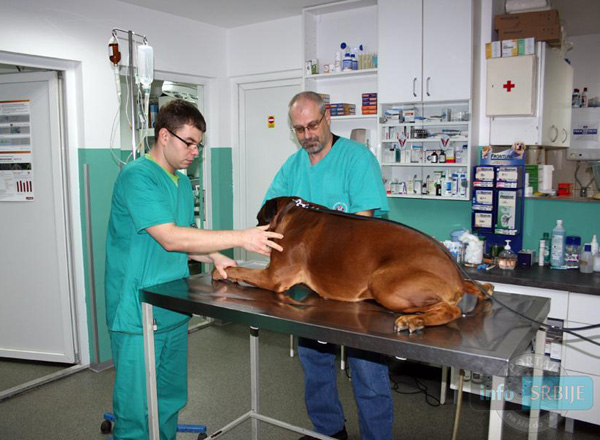 Veterinarska ordinacija Ćirković, veterinarske ordinacije i veterina Beograd, Internisticki pregledi zivotinja