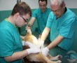 Veterinarska ordinacija Ćirković, veterinarske ordinacije i veterina Beograd, rengenska dijagnostika kucnih ljubimaca