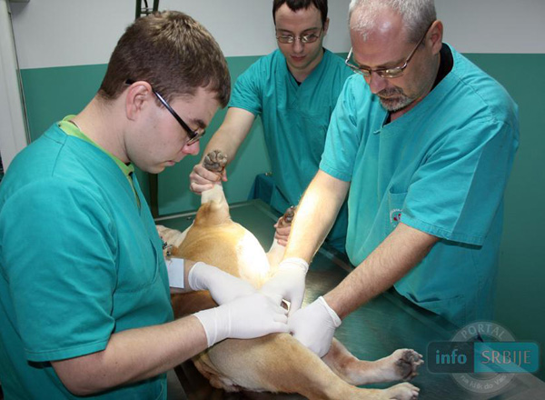 Veterinarska ordinacija Ćirković, veterinarske ordinacije i veterina Beograd, rengenska dijagnostika kucnih ljubimaca