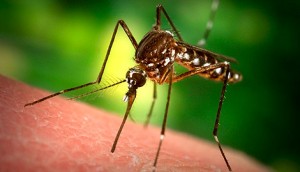 komarac-zanimljivost
