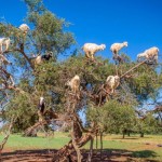 Koze u Maroku na argan drvetu