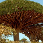 "Drvo zmajeve krvi" na ostrvu Sokotra