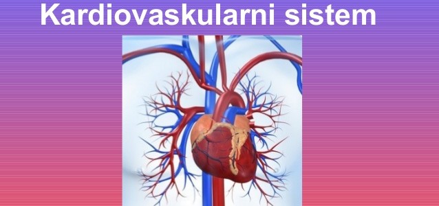 anatomija-kardiovaskularni-sistem-1