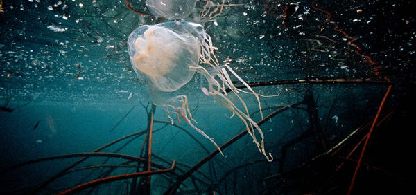 box-meduza