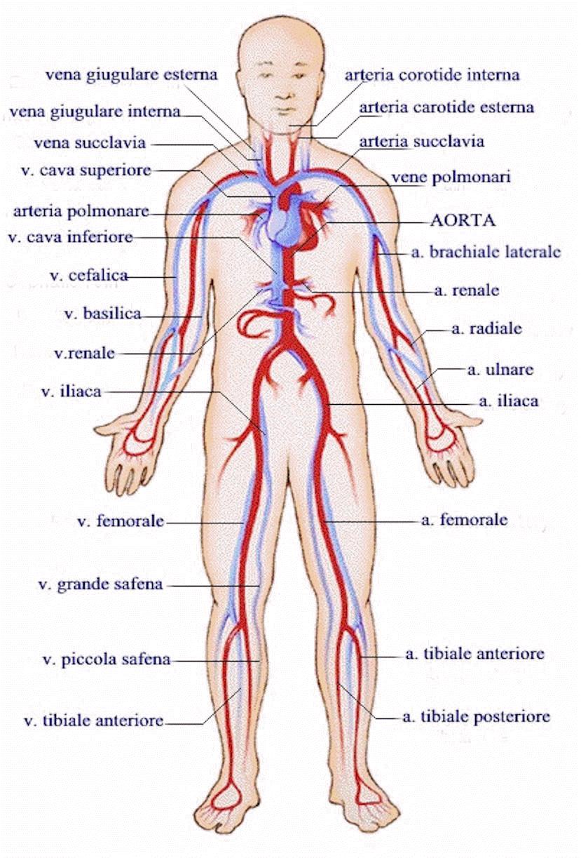 kardiovaskularni-sistem