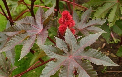 kobne-biljke-ricinus