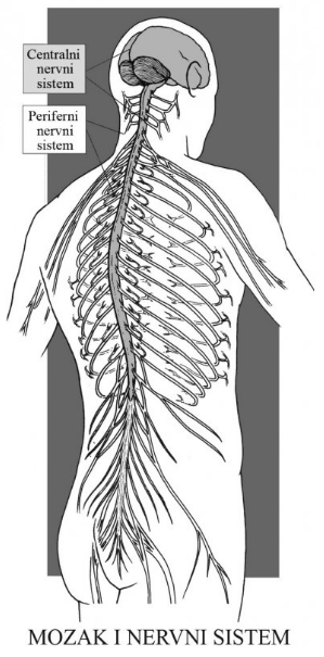 centralni-nervni-sistem-1