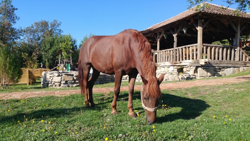 Etno selo Amerić, etno restoran Mladenovac, jahanje konja